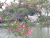 树木 花朵 下雨 美景