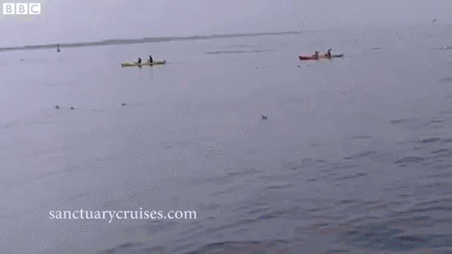 皮划艇  鲸鱼  海洋  动物