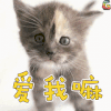 小猫 爱我嘛 soogif