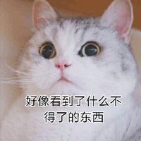 萌宠 喵星人 东西 猫 什么 搞怪 可爱
