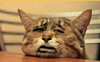 逗比 可爱 搞笑 小猫趴桌子上