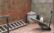 猫猫 可爱 恶搞 搞笑
