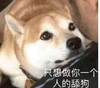 萌宠 喵星人 只想做一个人的舔狗 撒娇 呆萌 搞怪