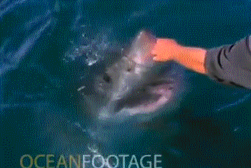 鲨鱼 shark 抚摸 喂食