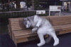 累死 生活 搞笑 gif