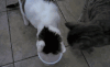猫咪 争食 打架 可爱
