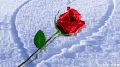 唯美 梦幻 雪中 红玫瑰