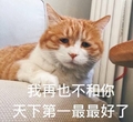 天下第一最最好了 猫咪 眼神 可爱