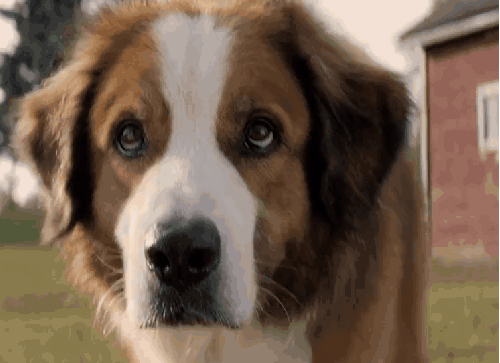 一条狗的使命 动物 可爱 憨厚 狗 电影 眼神 预告片