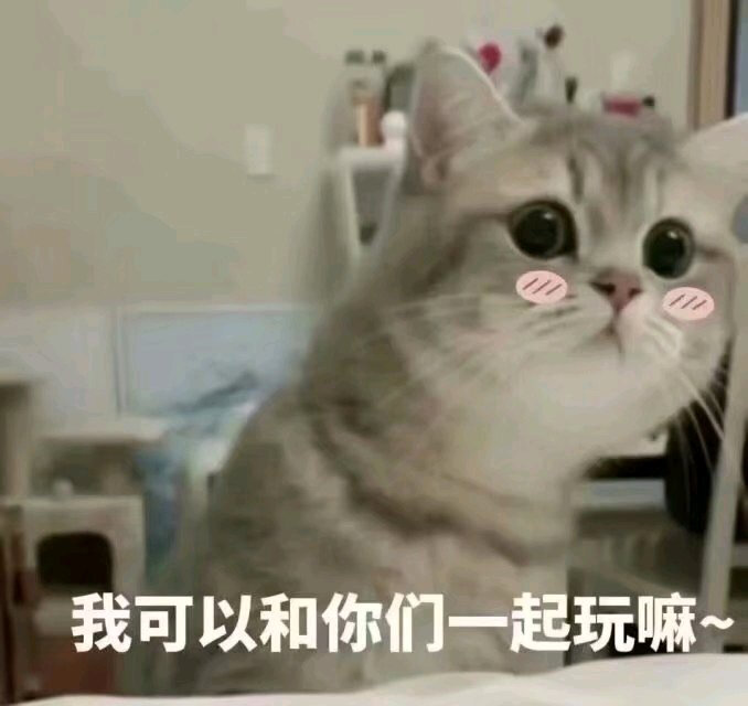 萌宠 猫星人 我可以和你一起玩吗 期待 呆萌 可爱
