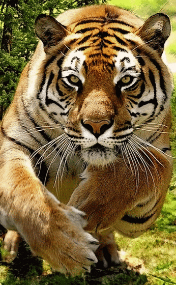 老虎 完美 搞定 漂亮极了