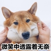 萌宠 汪星人 微笑中透漏着无奈 假装微笑 憨憨 呆萌