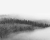 树林 雾气 大自然 美景