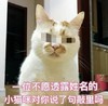 一位不愿透露 姓名的 小猫咪 对你说了句 敲里吗