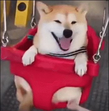 汪星人 萌宠 可爱 狗狗