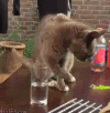 喵星人 搞笑 猫咪 萌宠 猫