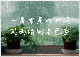 下雨 玻璃 花盆 绿叶 风雨晴时春已空