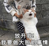 萌宠 喵星人 放开我 我要做大胆的事 呆萌 搞怪