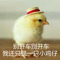 小鸡仔 帽子 尖嘴巴 我还只是一只小鸡仔