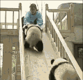 小动物 大熊猫 翻滚 滑梯 国宝 可爱