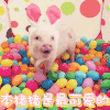 小猪 萌宠 彩球 本猪猪是最可一爱的
