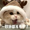 萌宠 猫星人 一秒钟都等不了 人呢 急死了 呆萌 可爱