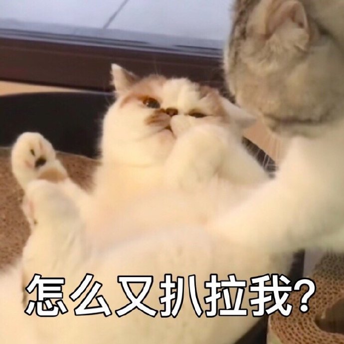 萌宠gif猫星人gif怎么又扒拉我gif呆萌gif搞怪gif