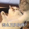 萌宠 猫星人 怎么又扒拉我 呆萌 搞怪
