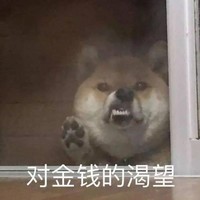 萌宠 汪星人 对金钱的渴望 暴富 搞怪 逗