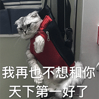 萌宠 猫 猫咪 我再也不想和你天下第一好了 伤心