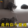 萌宠 猫咪 猫 吃鸡 菜鸡 soogif soogif出品
