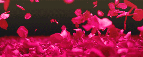 玫瑰 花瓣 火红 漂亮