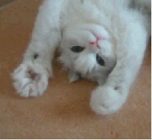 猫猫 爪子 萌宠 可爱
