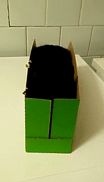 猫咪 可爱 呆萌 纸箱