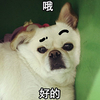 狗狗 可爱 呆萌 斗图 慵懒 好的