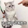 萌宠 猫星人 这么胖了 你还有脸吃 可爱 呆萌