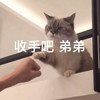 萌宠 猫星人 手手吧 弟弟 搞怪 呆萌