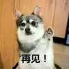 萌宠 汪星人 再见 拜拜 可爱 呆萌