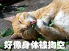 喵星人 吸毒 好像身体 被掏空  身体被掏空