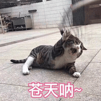 猫 苍天啊 可爱 呆萌