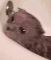 猫咪 喵星人 搞笑 可爱 淘气