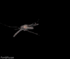 激光 laser 蚊子 消灭