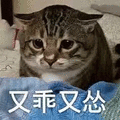 猫咪 乖 怂