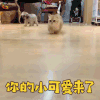 萌宠 猫咪 猫 你的 小可爱来了 撩人 soogif soogif出品