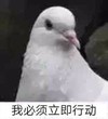 萌宠 鸽子 我必须立即行动 动作要快了 活泼 机灵