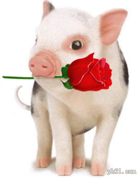 动画 动态 猪猪 玫瑰