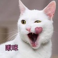 猫咪 大叫 吐舌头 啾咪