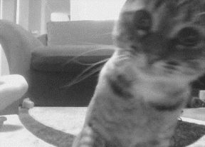 猫咪 沙发 用爪子挠镜头 别拍我
