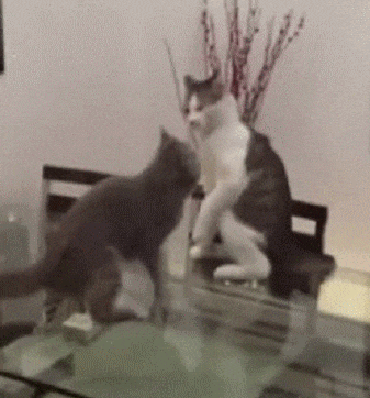 小猫 打架 可爱 白色