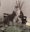 小猫 打架 可爱 白色